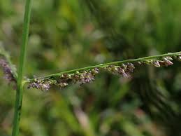 Attēlu rezultāti vaicājumam “Lycogala succineum sessile”