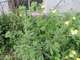 Image result for Potentilla recta