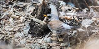 Image result for Turdus pilaris