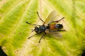 Attēlu rezultāti vaicājumam “Cylindromyia sp.”