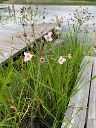Attēlu rezultāti vaicājumam “Butomaceae”