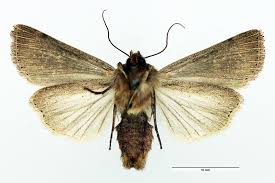 Attēlu rezultāti vaicājumam “Leucania comma”