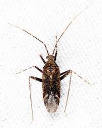 Attēlu rezultāti vaicājumam “Phytocoris longipennis”