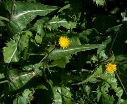 Attēlu rezultāti vaicājumam “Sonchus asper flower”