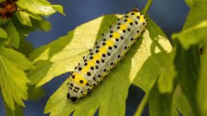 Attēlu rezultāti vaicājumam “Diloba caeruleocephala”