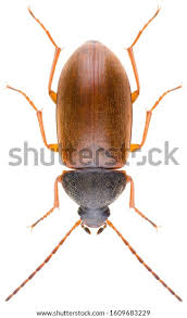 Attēlu rezultāti vaicājumam “Isomira murina”