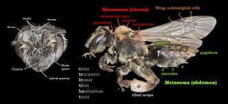 Attēlu rezultāti vaicājumam “Andrena”