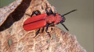 Attēlu rezultāti vaicājumam “Cucujus cinnaberinus”