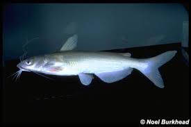 Image result for Ictalurus punctatus