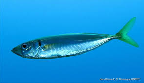 Image result for Trachurus mediterraneus