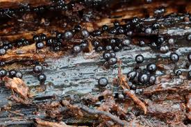 Attēlu rezultāti vaicājumam “Comatricha fragilis spores”