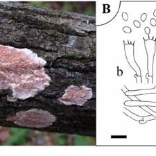 Attēlu rezultāti vaicājumam “Ceriporiopsis resinascens”