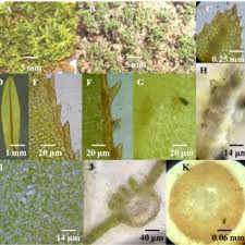 Attēlu rezultāti vaicājumam “Atrichum flavisetum sporophyte”