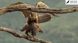 Attēlu rezultāti vaicājumam “Falco subbuteo adult”