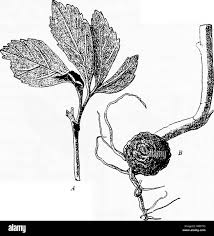 Attēlu rezultāti vaicājumam “Urocystis anemones spores”