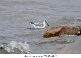 Attēlu rezultāti vaicājumam “Phalaropus fulicarius adult”