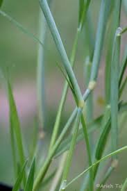 Attēlu rezultāti vaicājumam “Alopecurus aequalis flower”