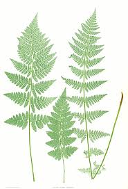 Attēlu rezultāti vaicājumam “Dryopteris cristata”
