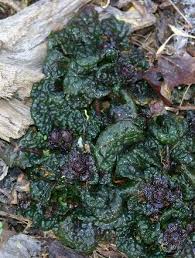 Attēlu rezultāti vaicājumam “Ajuga pyramidalis leaf”