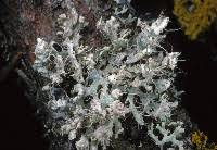 Attēlu rezultāti vaicājumam “Physcia adscendens”