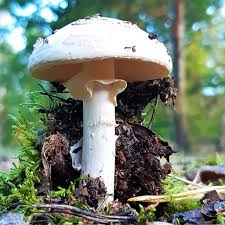 Attēlu rezultāti vaicājumam “Amanita citrina”