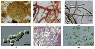 Attēlu rezultāti vaicājumam “Gloeocapsa rupestris”