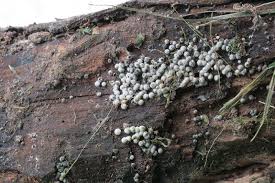 Attēlu rezultāti vaicājumam “Lasiosphaeria ovina”