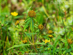 Attēlu rezultāti vaicājumam “Bidens cernua flower”
