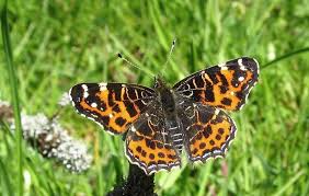 Attēlu rezultāti vaicājumam “Araschnia levana underside”