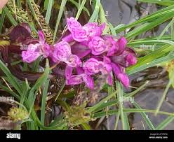Attēlu rezultāti vaicājumam “Dactylorhiza cruenta leaf”