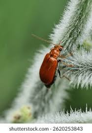 Attēlu rezultāti vaicājumam “Alticinae”