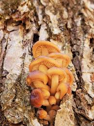 Attēlu rezultāti vaicājumam “Enerthenema papillatum stalked”