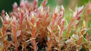 Attēlu rezultāti vaicājumam “Bryum weigelii”