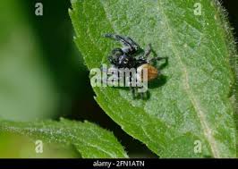 Attēlu rezultāti vaicājumam “Xanthogramma sp. male”