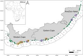 Image result for Gymnura natalensis