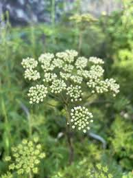 Attēlu rezultāti vaicājumam “Cenolophium denudatum”