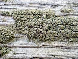 Attēlu rezultāti vaicājumam “Lecanora conizaeoides”