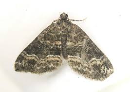 Attēlu rezultāti vaicājumam “Perizoma bifaciata”