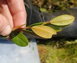 Attēlu rezultāti vaicājumam “Chamaedaphne calyculata leaf”