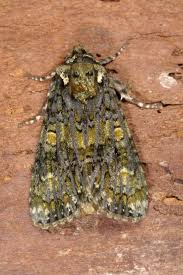 Attēlu rezultāti vaicājumam “Craniophora ligustri larva”