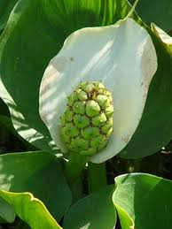 Attēlu rezultāti vaicājumam “Calla palustris leaf”