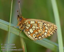 Attēlu rezultāti vaicājumam “Boloria eunomia underside”