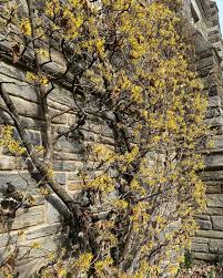 Attēlu rezultāti vaicājumam “Eranthis hyemalis flower”