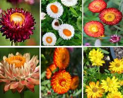 Image result for Dahlia x pinnata `Decorative Giants`