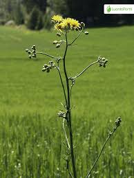 Attēlu rezultāti vaicājumam “Crepis biennis leaf”