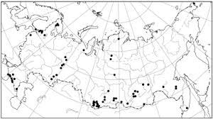 Attēlu rezultāti vaicājumam “Grimmia muehlenbeckii sporophyte”