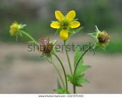 Attēlu rezultāti vaicājumam “Geum urbanum leaf”