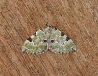 Attēlu rezultāti vaicājumam “Colostygia pectinataria”