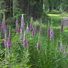 Image result for Digitalis purpurea