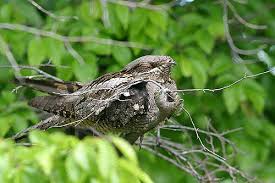 Attēlu rezultāti vaicājumam “Caprimulgus europaeus adult”
